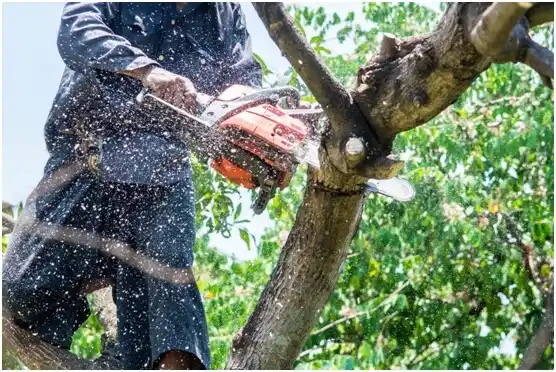 tree services Cleona